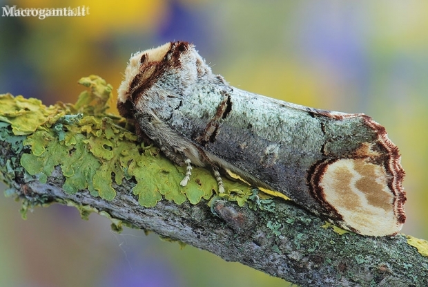 Tošinis kuoduotis - Phalera bucephala | Fotografijos autorius : Arūnas Eismantas | © Macronature.eu | Macro photography web site