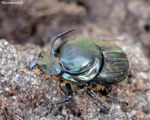 Mėšlagraužis - Onthophagus taurus ♂ | Fotografijos autorius : Romas Ferenca | © Macronature.eu | Macro photography web site