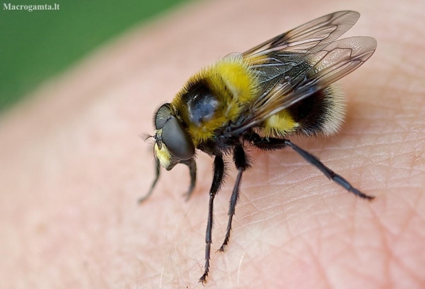 Kamaniškoji ilgaveidė - Volucella bombylans   ♂ | Fotografijos autorius : Gediminas Gražulevičius | © Macronature.eu | Macro photography web site