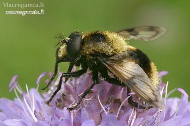 Bumblebee Hoverfly - Volucella bombylans  | Fotografijos autorius : Gintautas Steiblys | © Macronature.eu | Macro photography web site