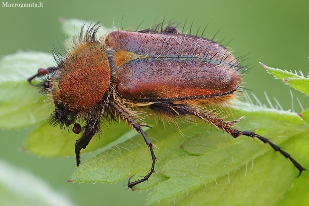 Bumblebee scarab beetle - Pygopleurus foina | Fotografijos autorius : Gintautas Steiblys | © Macronature.eu | Macro photography web site