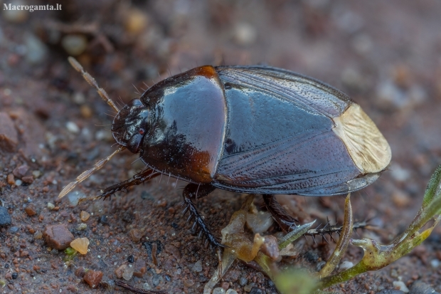 Burrowing bug - Macroscytus brunneus | Fotografijos autorius : Žilvinas Pūtys | © Macronature.eu | Macro photography web site