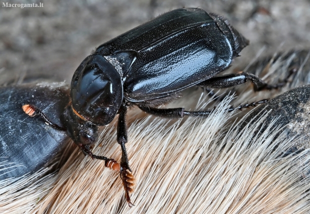 Black Sexton Beetle - Nicrophorus humator | Fotografijos autorius : Kazimieras Martinaitis | © Macronature.eu | Macro photography web site