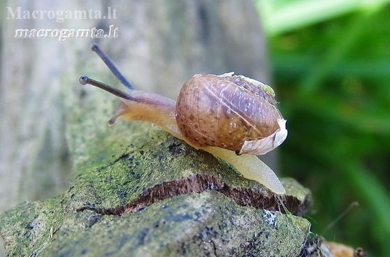 Bush snail - Fruticicola fruticum | Fotografijos autorius : Rasa Gražulevičiūtė | © Macronature.eu | Macro photography web site