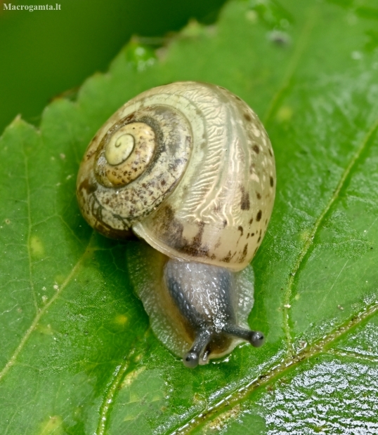 Bush snail - Fruticicola fruticum | Fotografijos autorius : Kazimieras Martinaitis | © Macrogamta.lt | Šis tinklapis priklauso bendruomenei kuri domisi makro fotografija ir fotografuoja gyvąjį makro pasaulį.