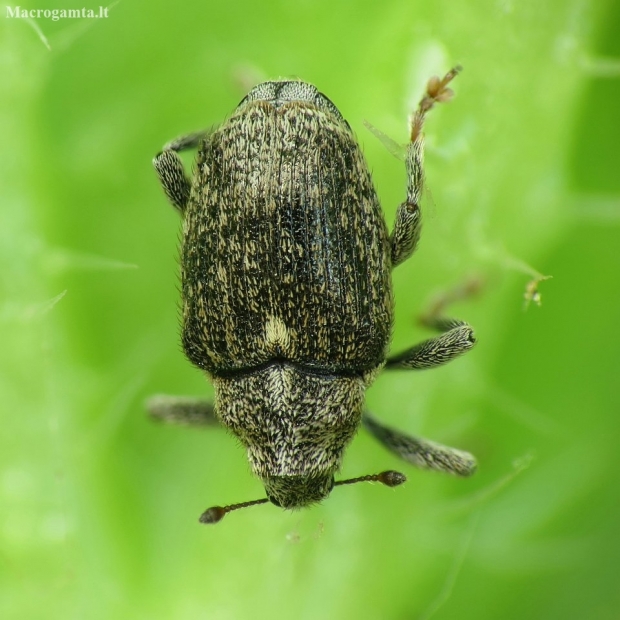 Cabbage Stem Weevil - Ceutorhynchus pallidactylus | Fotografijos autorius : Vidas Brazauskas | © Macronature.eu | Macro photography web site