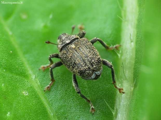 Cabbage Stem Weevil - Ceutorhynchus pallidactylus | Fotografijos autorius : Vidas Brazauskas | © Macronature.eu | Macro photography web site