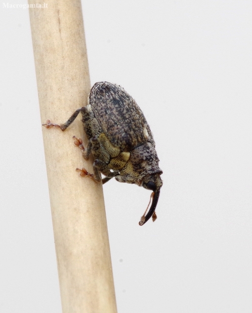 Cabbage Stem Weevil - Ceutorhynchus pallidactylus | Fotografijos autorius : Romas Ferenca | © Macronature.eu | Macro photography web site