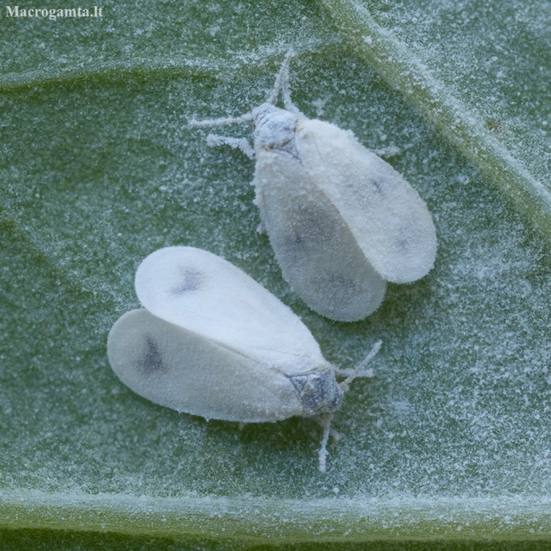 Cabbage Whitefly - Aleyrodes proletella | Fotografijos autorius : Žilvinas Pūtys | © Macronature.eu | Macro photography web site