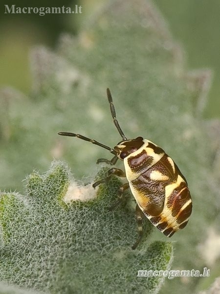 Cabbage bug - Eurydema oleracea, nymph | Fotografijos autorius : Darius Baužys | © Macronature.eu | Macro photography web site