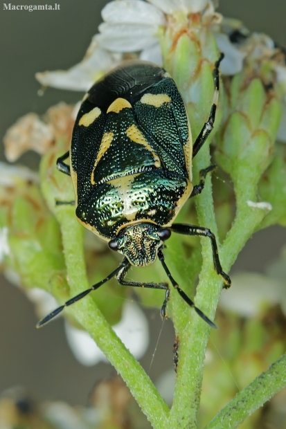 Rapsinė skydblakė - Eurydema oleracea | Fotografijos autorius : Gintautas Steiblys | © Macronature.eu | Macro photography web site