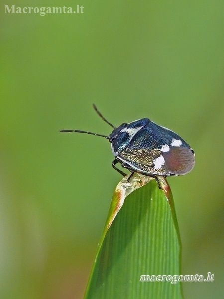 Cabbage bug - Eurydema oleracea | Fotografijos autorius : Darius Baužys | © Macronature.eu | Macro photography web site