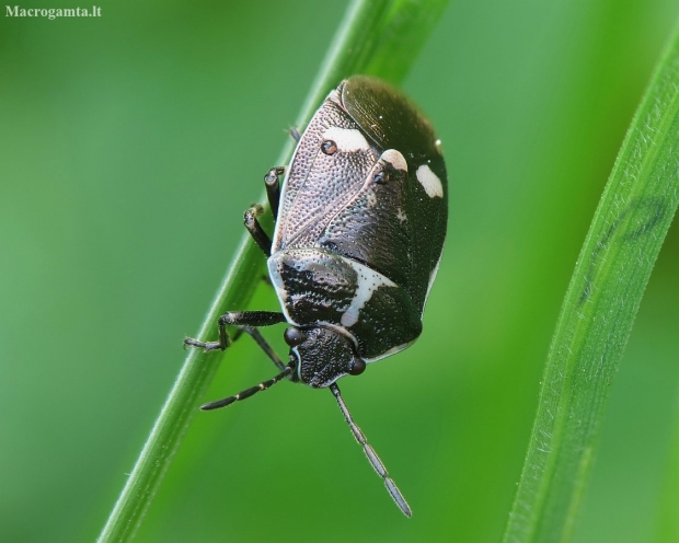 Cabbage bug - Eurydema oleracea | Fotografijos autorius : Vidas Brazauskas | © Macronature.eu | Macro photography web site