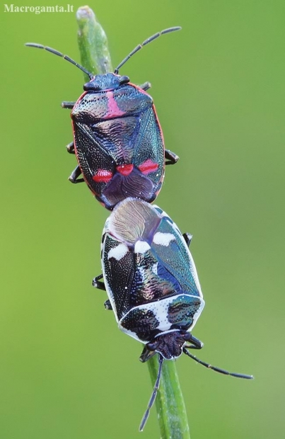 Cabbage bugs - Eurydema oleracea | Fotografijos autorius : Gintautas Steiblys | © Macronature.eu | Macro photography web site