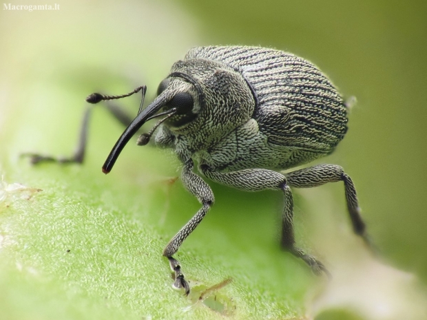Cabbage seed weevil - Ceutorhynchus obstrictus | Fotografijos autorius : Vidas Brazauskas | © Macronature.eu | Macro photography web site