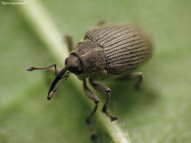 Cabbage seed weevil - Ceutorhynchus obstrictus | Fotografijos autorius : Vidas Brazauskas | © Macronature.eu | Macro photography web site