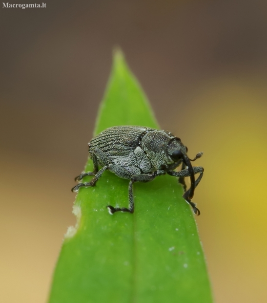 Cabbage seed weevil - Ceutorhynchus obstrictus | Fotografijos autorius : Romas Ferenca | © Macronature.eu | Macro photography web site