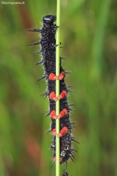 Camberwell Beauty - Nymphalis antiopa, caterpillar | Fotografijos autorius : Gintautas Steiblys | © Macronature.eu | Macro photography web site