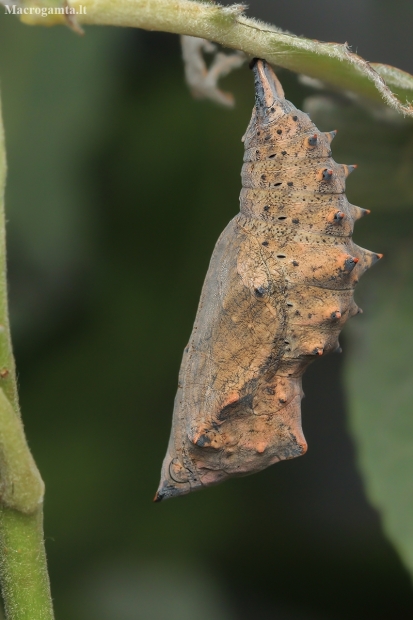 Camberwell Beauty - Nymphalis antiopa, pupa | Fotografijos autorius : Gintautas Steiblys | © Macronature.eu | Macro photography web site