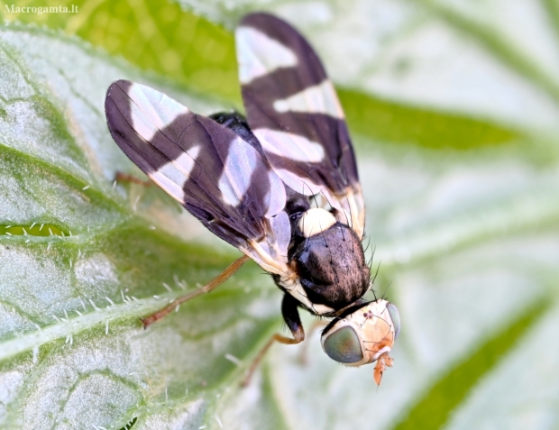 Thistle Stem Gall-fly - Urophora cardui | Fotografijos autorius : Kazimieras Martinaitis | © Macronature.eu | Macro photography web site