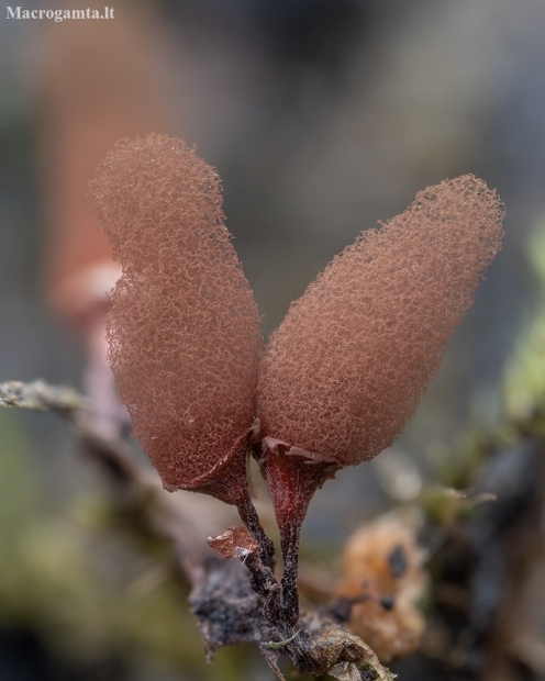 Carnival Candy Slime Mold - Arcyria denudata | Fotografijos autorius : Žilvinas Pūtys | © Macronature.eu | Macro photography web site