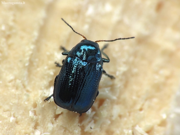 Blue Pot Beetle - Cryptocephalus parvulus | Fotografijos autorius : Vidas Brazauskas | © Macronature.eu | Macro photography web site