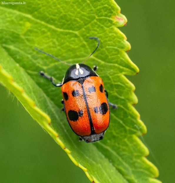 Aštuoniataškis paslėptagalvis - Cryptocephalus octopunctatus | Fotografijos autorius : Virginijus Jaseliunas | © Macronature.eu | Macro photography web site