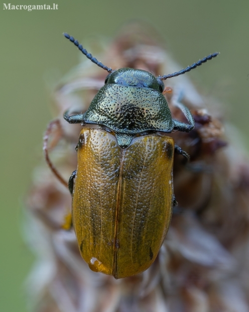 Case-bearing Leaf Beetle - Labidostomis longimana | Fotografijos autorius : Žilvinas Pūtys | © Macronature.eu | Macro photography web site