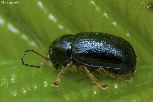 Pot beetle - Cryptocephalus nitidus | Fotografijos autorius : Žilvinas Pūtys | © Macronature.eu | Macro photography web site