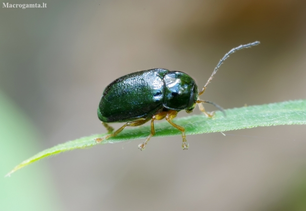 Pot beetle - Cryptocephalus nitidus | Fotografijos autorius : Romas Ferenca | © Macronature.eu | Macro photography web site