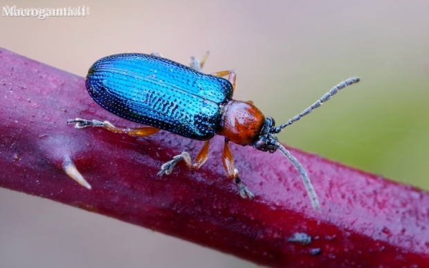 Cereal leaf beetle - Oulema melanopus ♀ | Fotografijos autorius : Romas Ferenca | © Macronature.eu | Macro photography web site