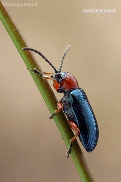 Cereal leaf beetle - Oulema melanopus | Fotografijos autorius : Gintautas Steiblys | © Macronature.eu | Macro photography web site