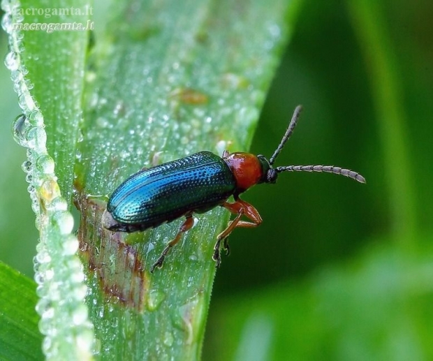 Cereal leaf beetle - Oulema melanopus | Fotografijos autorius : Romas Ferenca | © Macronature.eu | Macro photography web site