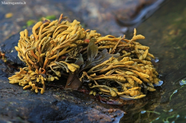 Rudasis jūros dumblis - Pelvetia canaliculata | Fotografijos autorius : Gintautas Steiblys | © Macronature.eu | Macro photography web site