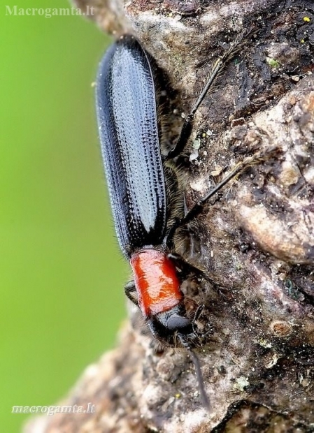 Checkered beetle - Tillus elongatus | Fotografijos autorius : Romas Ferenca | © Macronature.eu | Macro photography web site