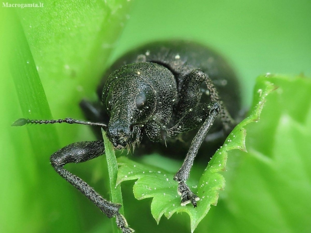 Chequered Weevil - Liophloeus tessulatus ? | Fotografijos autorius : Vidas Brazauskas | © Macronature.eu | Macro photography web site