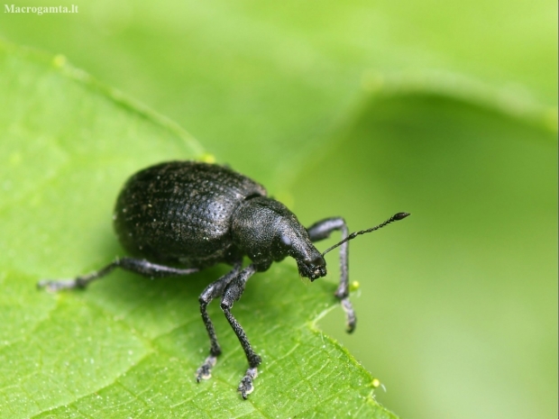 Chequered Weevil - Liophloeus tessulatus | Fotografijos autorius : Vidas Brazauskas | © Macronature.eu | Macro photography web site