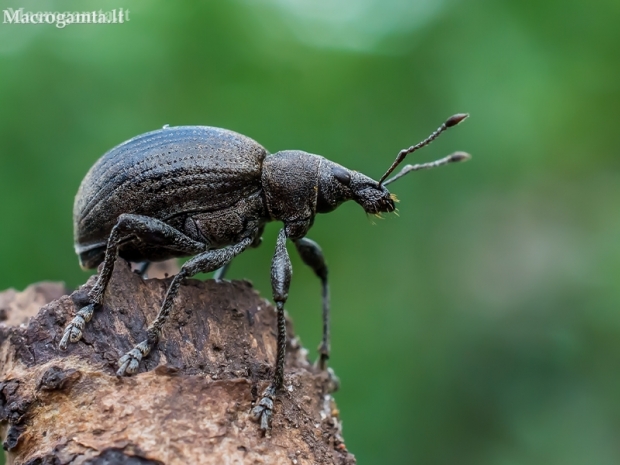 Chequered Weevil - Liophloeus tessulatus | Fotografijos autorius : Oskaras Venckus | © Macronature.eu | Macro photography web site