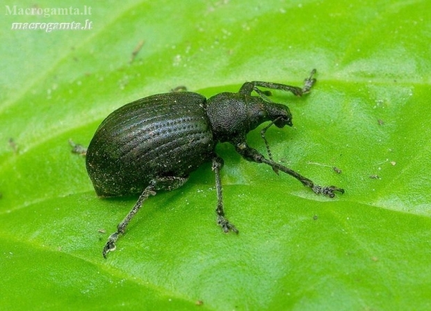 Barštinis straubliukas - Liophloeus tessulatus | Fotografijos autorius : Romas Ferenca | © Macronature.eu | Macro photography web site