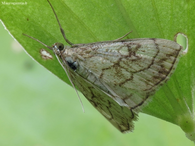 Chequered pearl - Evergestis pallidata | Fotografijos autorius : Vidas Brazauskas | © Macronature.eu | Macro photography web site