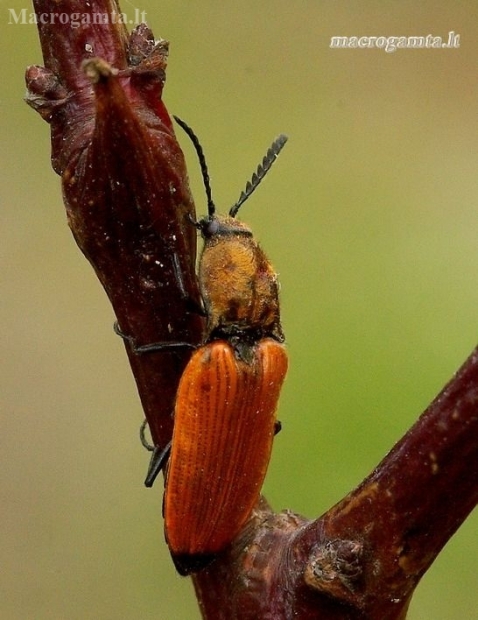 Chestnut coloured click beetle - Anostirus castaneus | Fotografijos autorius : Romas Ferenca | © Macronature.eu | Macro photography web site