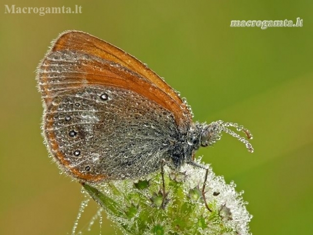 Tamsusis satyriukas - Coenonympha glycerion | Fotografijos autorius : Darius Baužys | © Macronature.eu | Macro photography web site