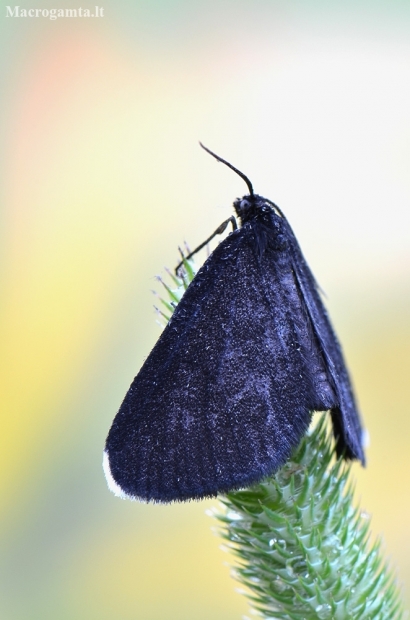 Juodsprindis - Odezia atrata | Fotografijos autorius : Arūnas Eismantas | © Macronature.eu | Macro photography web site