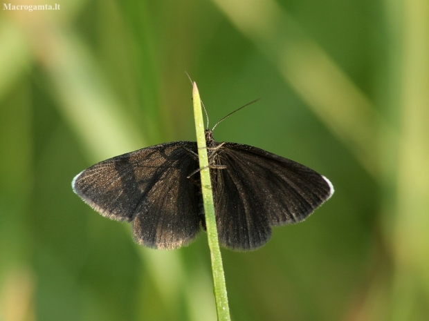 Chimney-sweeper - Odezia atrata | Fotografijos autorius : Vidas Brazauskas | © Macronature.eu | Macro photography web site