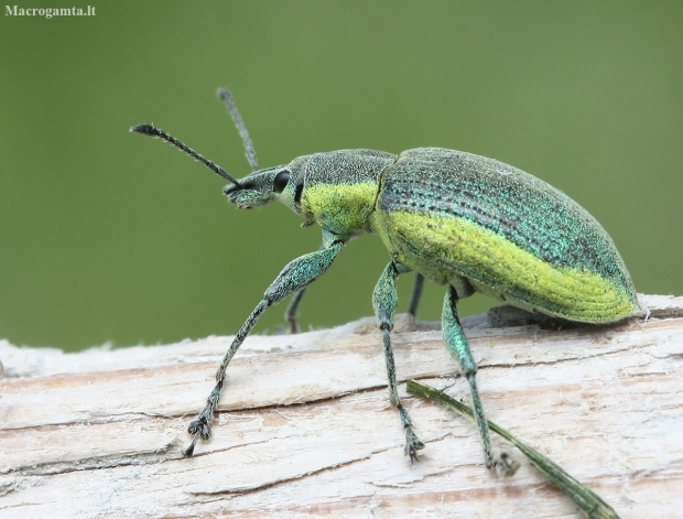 Chlorophanus viridis | Fotografijos autorius : Vytautas Gluoksnis | © Macronature.eu | Macro photography web site