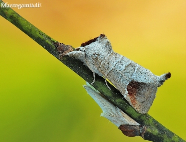 Chocolate-tip - Clostera curtula | Fotografijos autorius : Aivaras Markauskas | © Macronature.eu | Macro photography web site