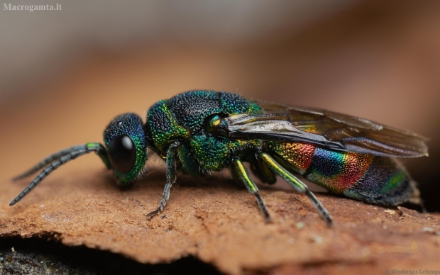 Chrysis - Auksavapsvė | Fotografijos autorius : Mindaugas Leliunga | © Macrogamta.lt | Šis tinklapis priklauso bendruomenei kuri domisi makro fotografija ir fotografuoja gyvąjį makro pasaulį.