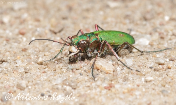Žaliasis šoklys (Cicindela campestris) | Fotografijos autorius : Aleksandras Naryškin | © Macrogamta.lt | Šis tinklapis priklauso bendruomenei kuri domisi makro fotografija ir fotografuoja gyvąjį makro pasaulį.