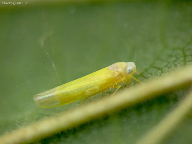 Cikadėlė - Edwardsiana sp. ? | Fotografijos autorius : Vidas Brazauskas | © Macrogamta.lt | Šis tinklapis priklauso bendruomenei kuri domisi makro fotografija ir fotografuoja gyvąjį makro pasaulį.