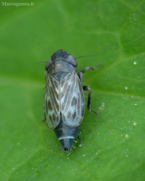 Cikadėlė ? | Fotografijos autorius : Vidas Brazauskas | © Macrogamta.lt | Šis tinklapis priklauso bendruomenei kuri domisi makro fotografija ir fotografuoja gyvąjį makro pasaulį.